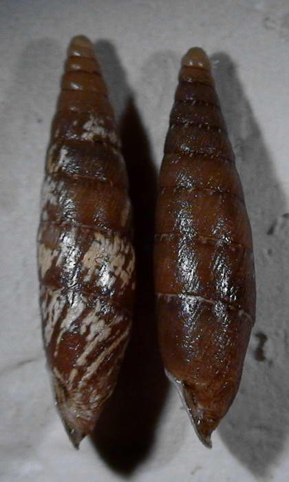 Siciliaria (Stigmatica) kobeltiana (Kster, 1876) ?